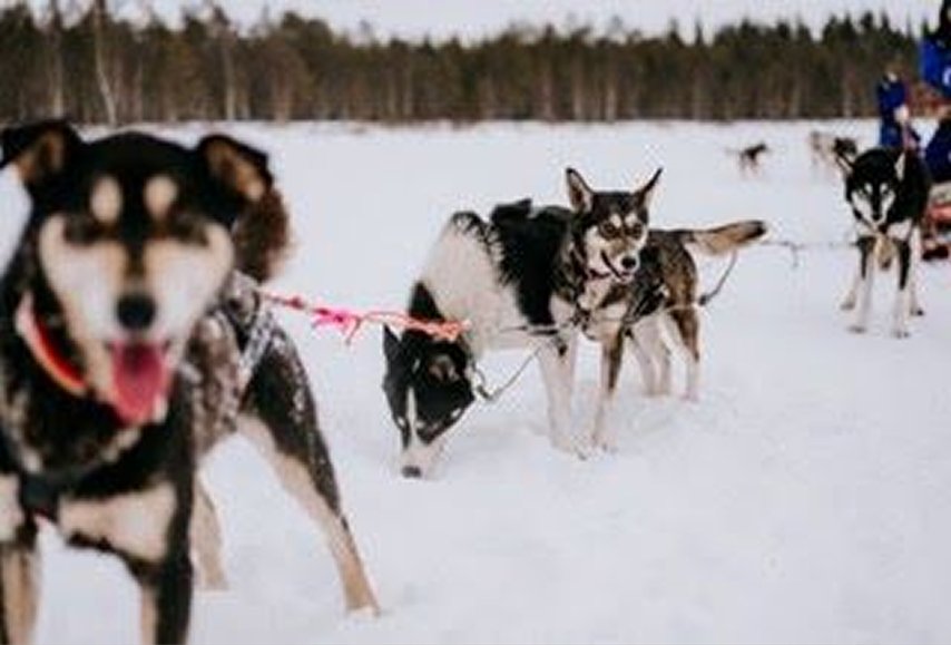 5 km Self-Drive Husky Safari – Step Into the Mushing Life-2