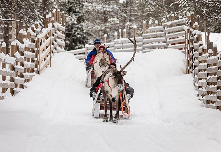 Reindeer Farm Experience-2