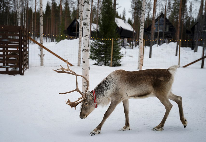 Reindeer Farm Experience-3